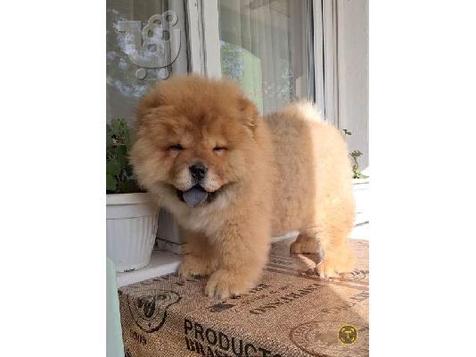 Κουτάβια Chow Chow